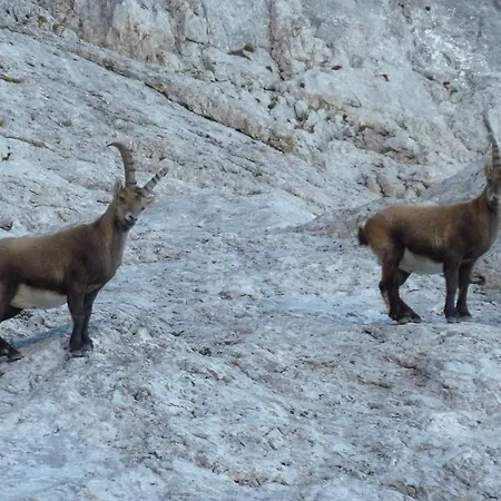 Apartment Haus Jaeger *